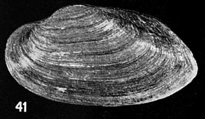 specimen image from publication