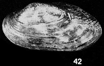 specimen image from publication