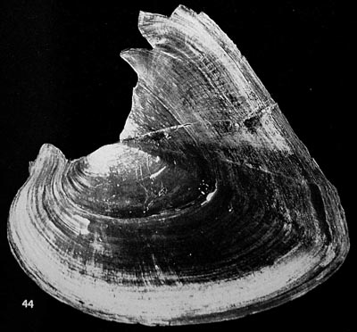 specimen image from publication