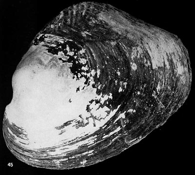 specimen image from publication