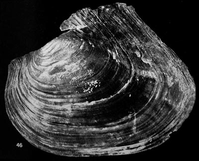 specimen image from publication