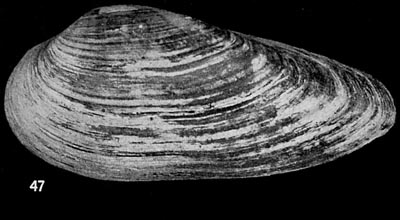 specimen image from publication