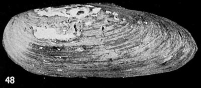 specimen image from publication