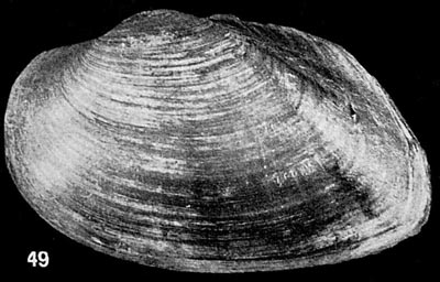 specimen image from publication