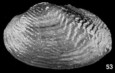 specimen image from publication