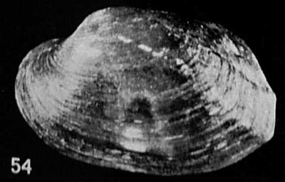 specimen image from publication