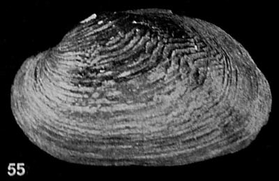 specimen image from publication