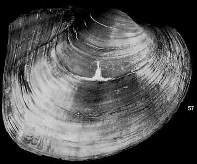 specimen image from publication