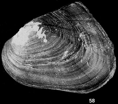 specimen image from publication