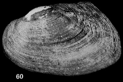 specimen image from publication