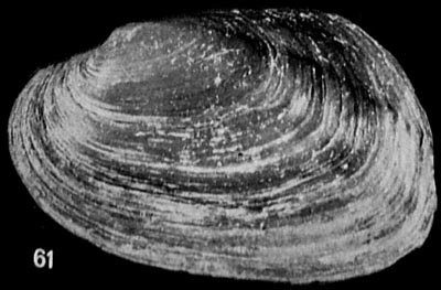 specimen image from publication