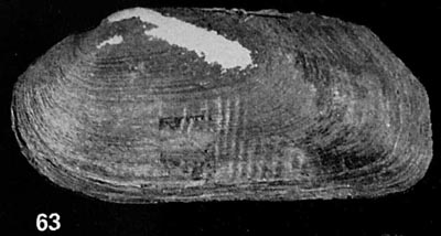 specimen image from publication