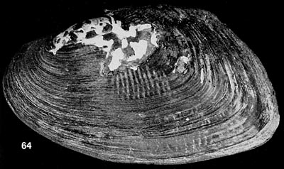 specimen image from publication