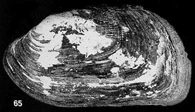 specimen image from publication