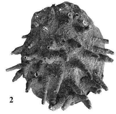 specimen image from publication
