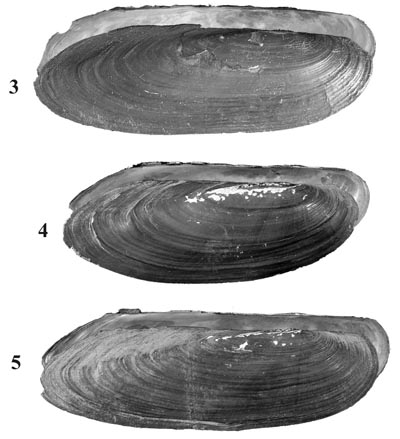 specimen image from publication