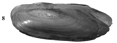 specimen image from publication