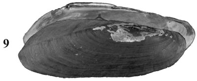 specimen image from publication