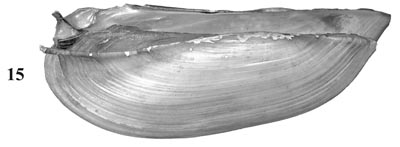 specimen image from publication