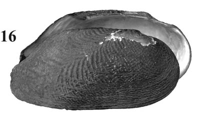 specimen image from publication