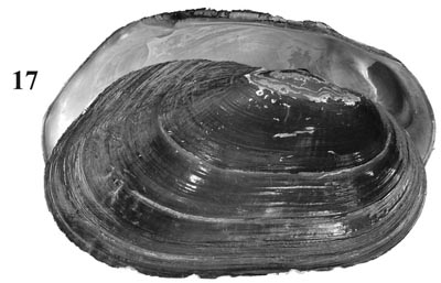 specimen image from publication