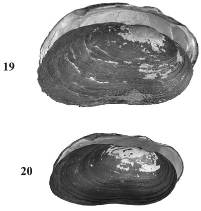 specimen image from publication