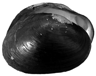 specimen image from publication