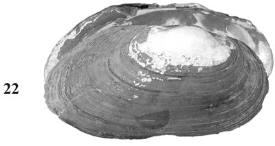 specimen image from publication