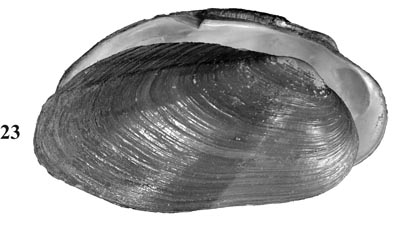 specimen image from publication