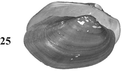 specimen image from publication
