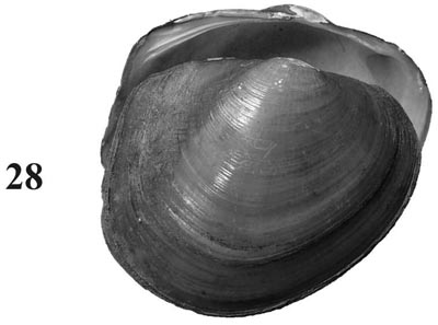 specimen image from publication