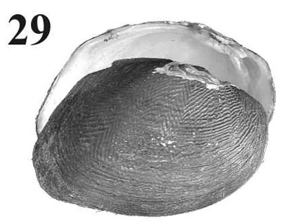 specimen image from publication