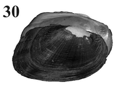 specimen image from publication