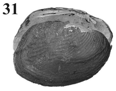 specimen image from publication