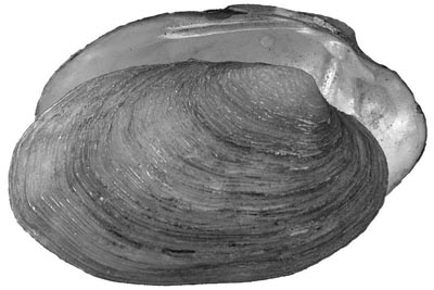 specimen image from publication