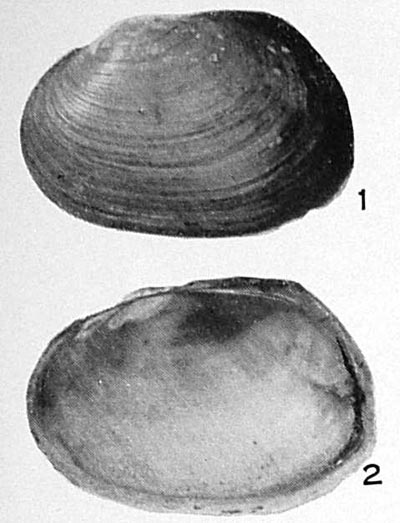 specimen image from publication