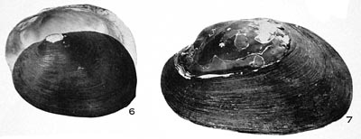specimen image from publication