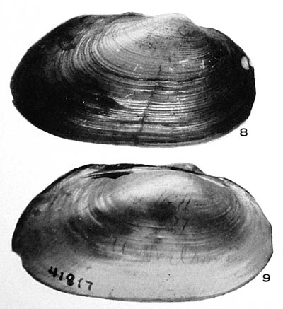 specimen image from publication