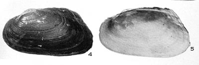 specimen image from publication