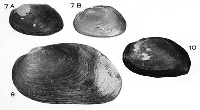 specimen image from publication