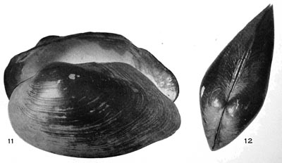 specimen image from publication