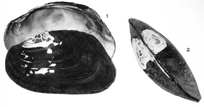 specimen image from publication