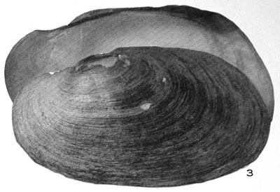 specimen image from publication