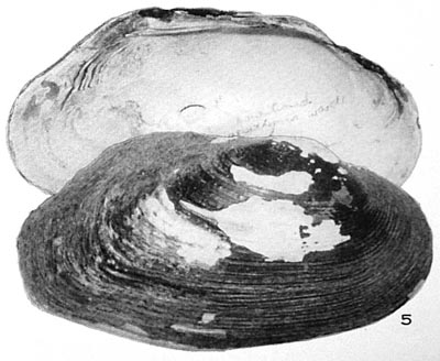 specimen image from publication