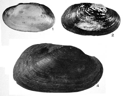 specimen image from publication