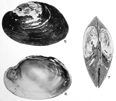specimen image from publication