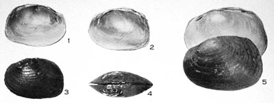 specimen image from publication