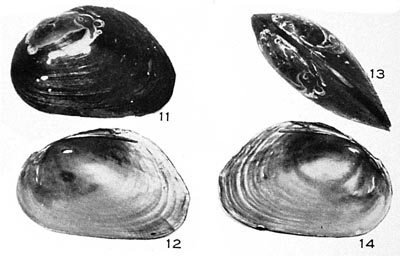 specimen image from publication