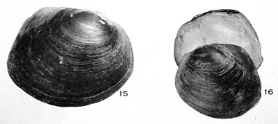 specimen image from publication