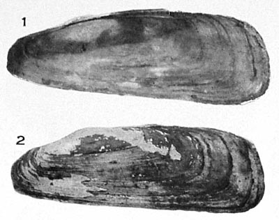 specimen image from publication